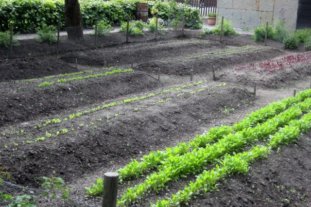 What is fertilizer? What does it do, and why do we need it in the garden?