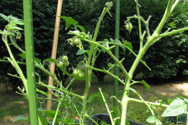 What's Eating My Tomato Plant?