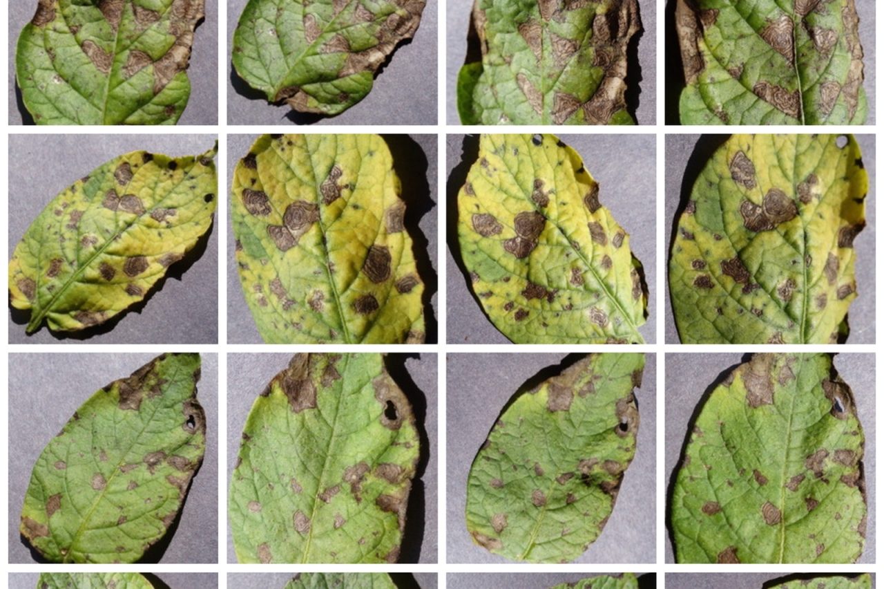 What's Wrong with This Plant? Garden Culture Magazine