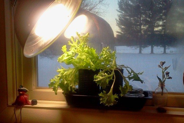 Window Garden: Sunlight Isn't Enough