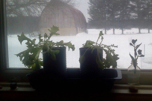 Winter Windowsill Garden - No Grow Lights