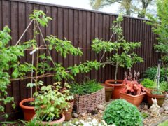 grow an apple tree