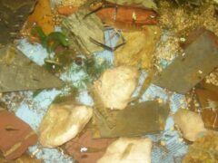 Crayfish a.k.a. Prawns in Aquaponics System