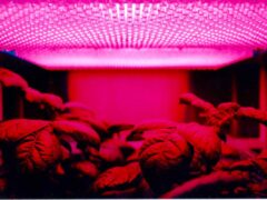 LEDs: Cutting Edge Grow Lights?