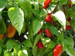 Quality Nutrients = Higher Production