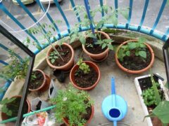 Container Balcony Garden
