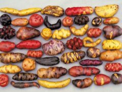 Crop Diversity: Potatoes Not Found In Stores