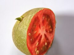 Not A Pomato Fruit!