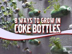 Grow in coke bottles