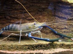 Aquaponics: Freshwater Shrimp