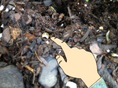 Bug Eggs in Potting Soil