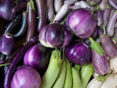 How To Grow Eggplant Indoors