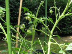 What's Eating My Tomato Plant?