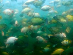 Beyond Aquaponic Tilapia: Grow Different Fish Species