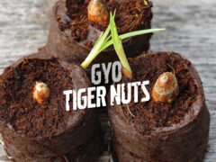 Tiger nuts in soil