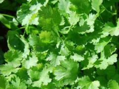 Cilantro