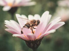 honeybee