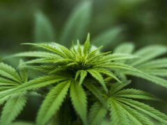 Hemp, Medicinal Cannabis