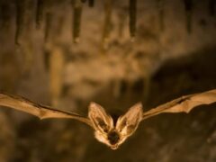 Bat Guano for your garden