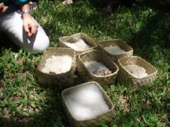 Indigenous Microorganisms