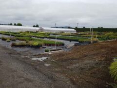 Phytophthora ramorum