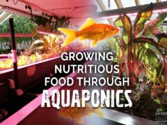 Grow food with aquaponics