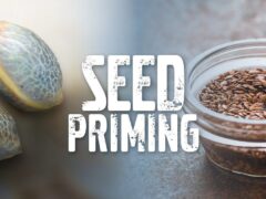 Seed priming