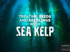Sea Kelp