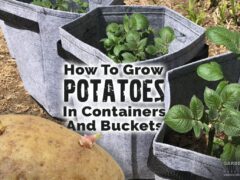Grow your own potatoes