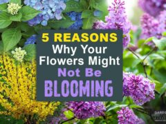 Reasons why your flowers are not blooming