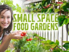 Small space food garden