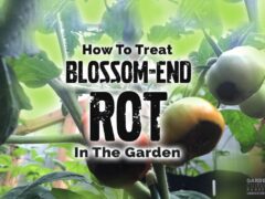 blossom end rot