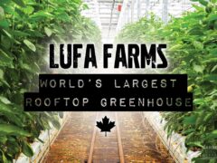 Lufa Farms