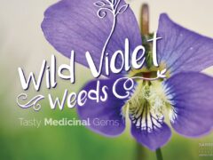 wild violets