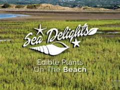Sea delights