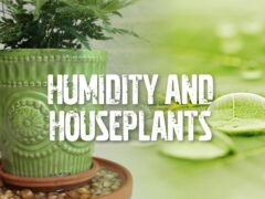 humidity and houseplants