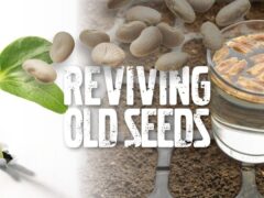 reviving old seeds
