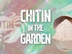 Chitin