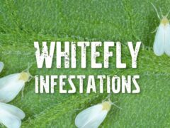 Whitefly infestations