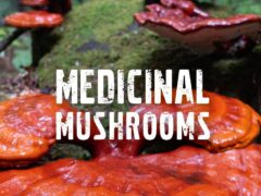 wild mushrooms