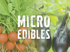 Micro edibles