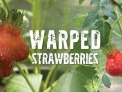 Warped strawberries