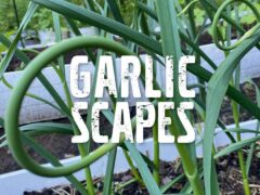 garlic scapes