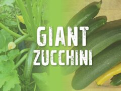 Giant zucchini