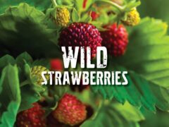 Wild Strawberries