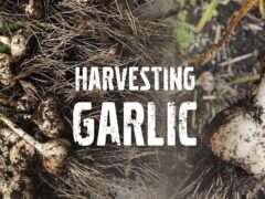 Harvesting Garlic