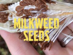 Milkweed Seeds