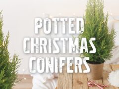 potted conifers