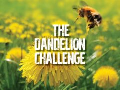 The Dandelion Challenge