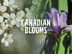 Canadian Blooms
